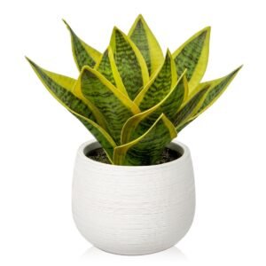 the iron survivor (snake plant)